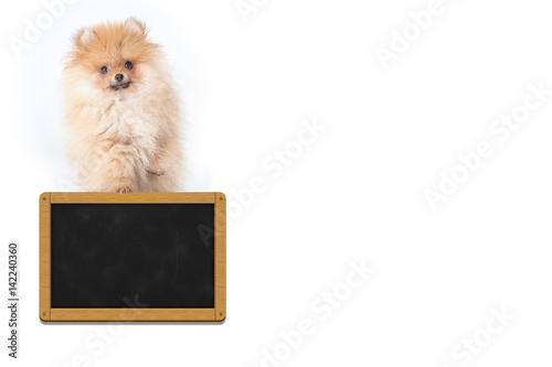 Puppy blackboard photo