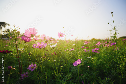 Pink ,red and white cosmos flowers garden © palidachan