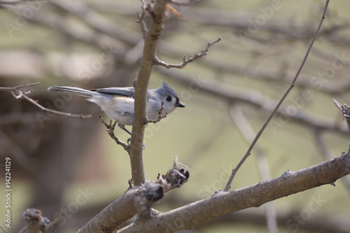 song bird 4