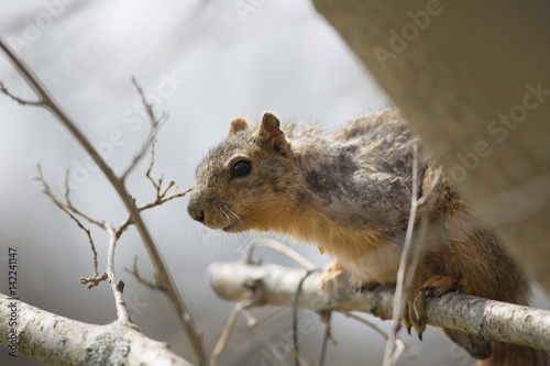 squirrel 2