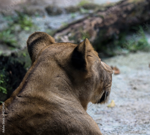 Fototapeta Naklejka Na Ścianę i Meble -  Afrikanischer Löwe 