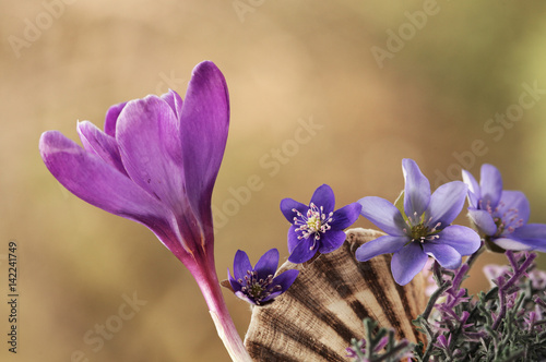 Wiosenne kwiaty - przylaszczki i krokus