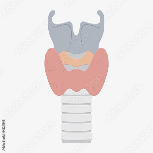 Human larynx anatomy