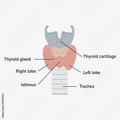 Human larynx anatomy