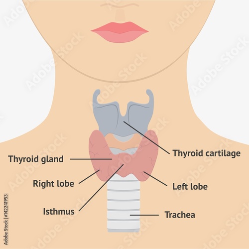 Human larynx anatomy