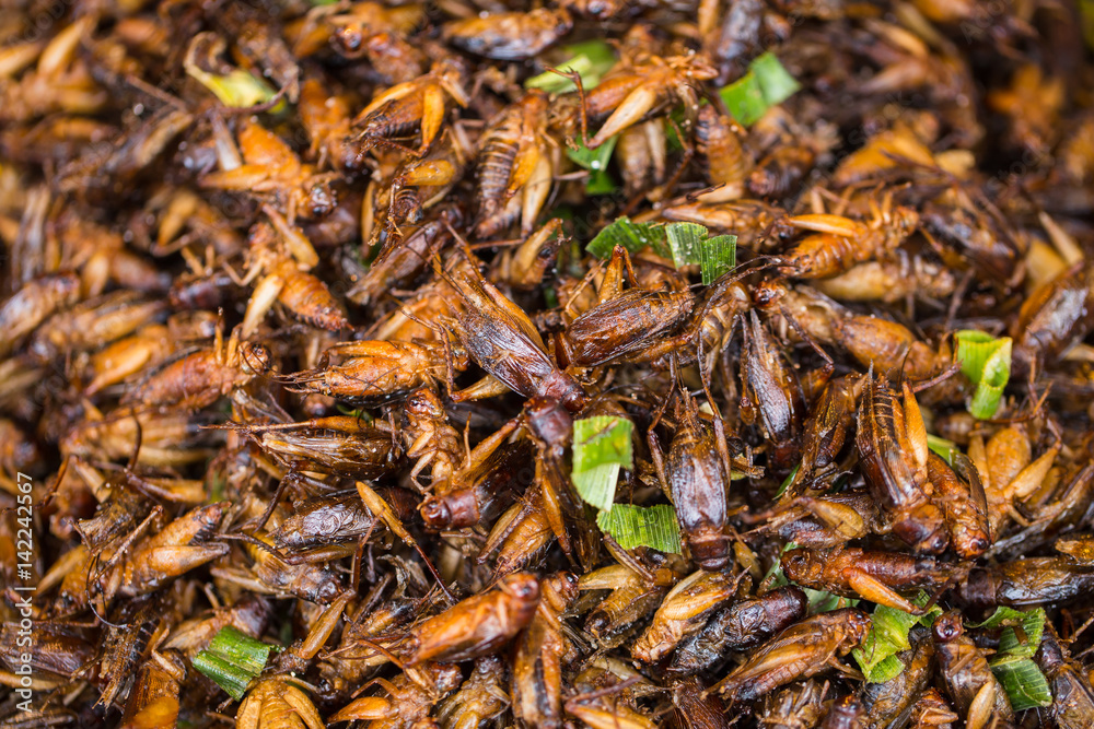 Cricket Bug fried Asian Insect Snack food, High Protein from nature.