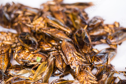 Giant Water Bug fried Asian Insect Snack food  High Protein from nature.