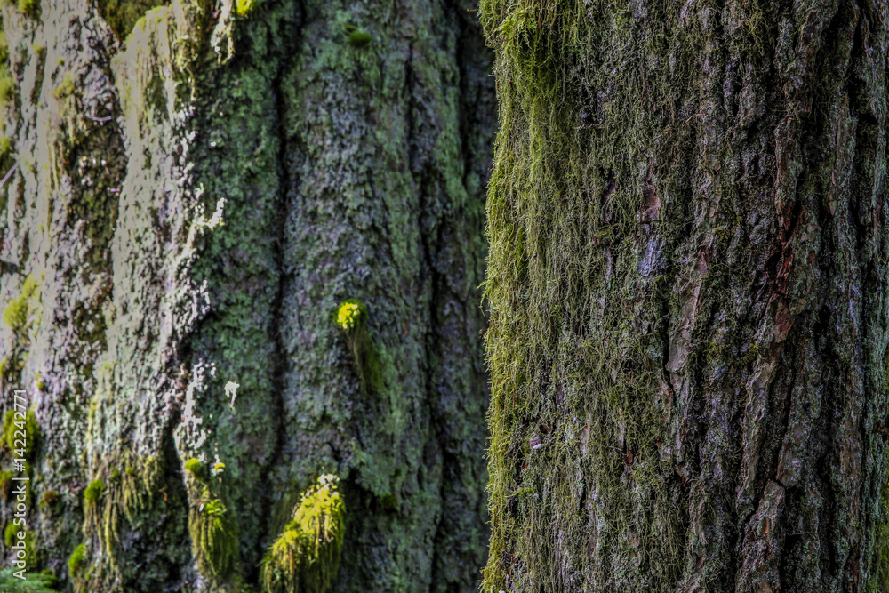 Obraz premium Rainforest Trees