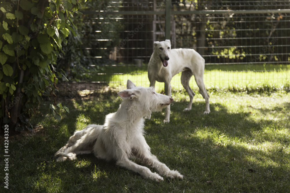Obraz premium Greyhound white garden