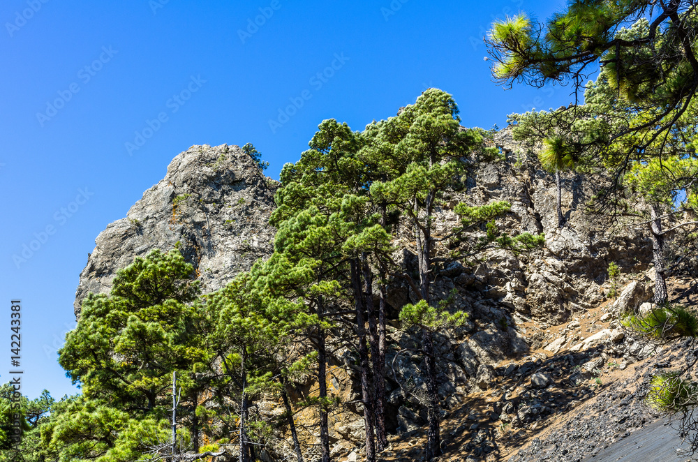 Felsmassiv hinter Kiefern im Süden von La Palma, kanarische Inseln, Spanien