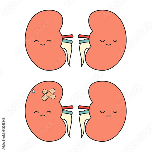 cute cartoon kidney vector illustration isolated on white background