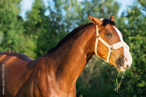 funny portrait of bay horse