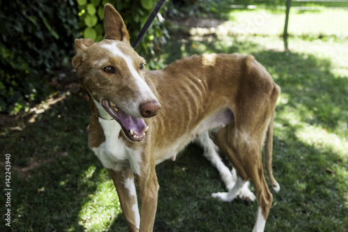 Fototapeta Naklejka Na Ścianę i Meble -  Dog rescued from abuse