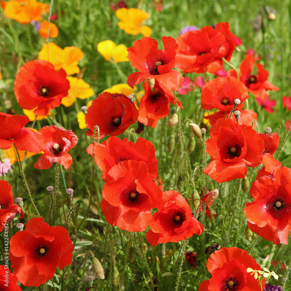 Naklejka premium Coquelicots