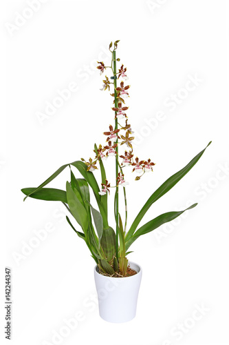 Fototapeta Naklejka Na Ścianę i Meble -  Orchidée Colmanara 'Jungle Monarch'