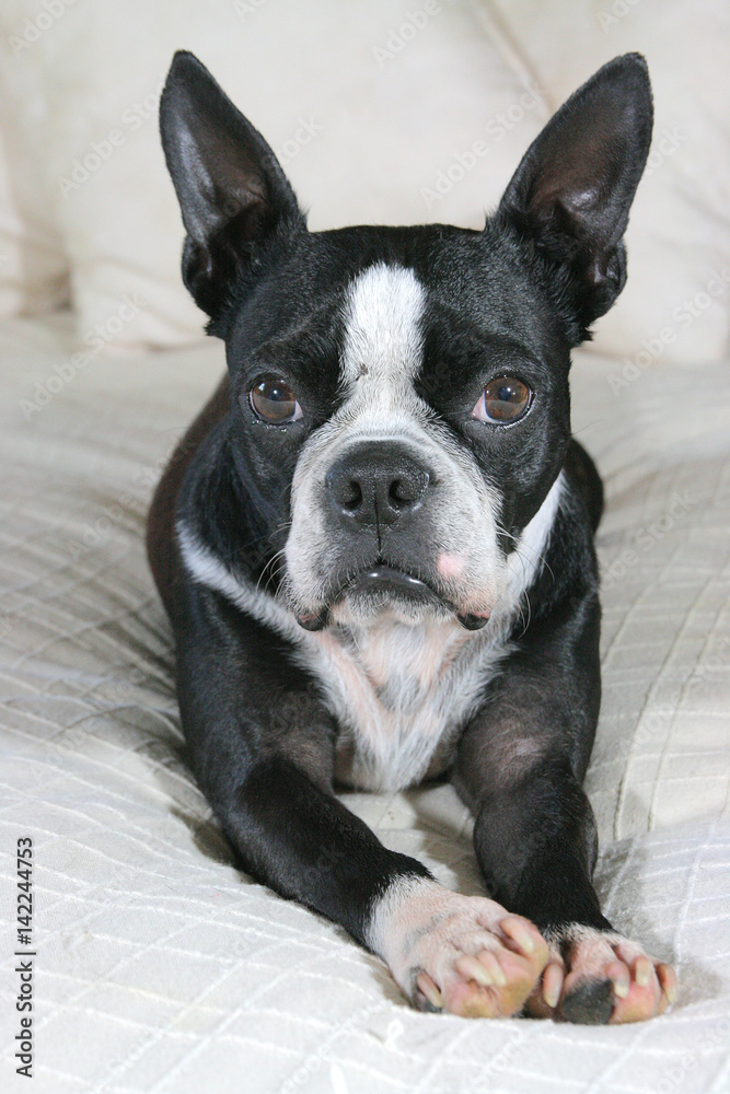 Boston terrier resting on a cozy white bed and cushions