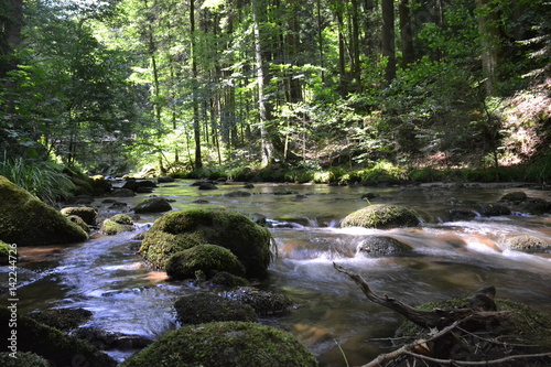 river in forest