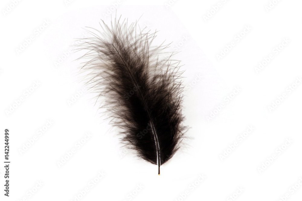 Single black feather isolated on white background Single black feather isolated on white background