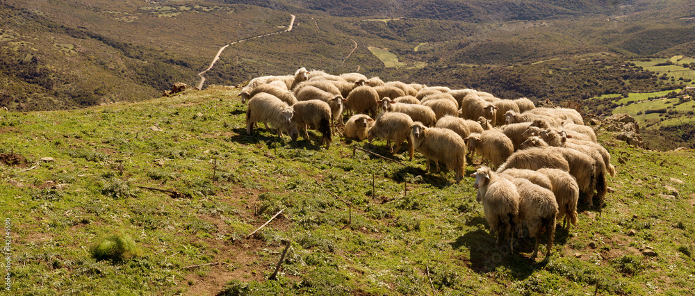 Naklejka premium Gregge di pecore, Sardegna