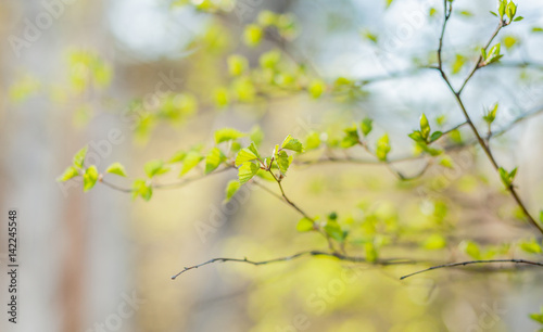 The small branch with leaves