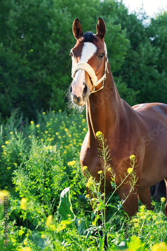  bay  sportive  horse posingin bloosom pasture. photo