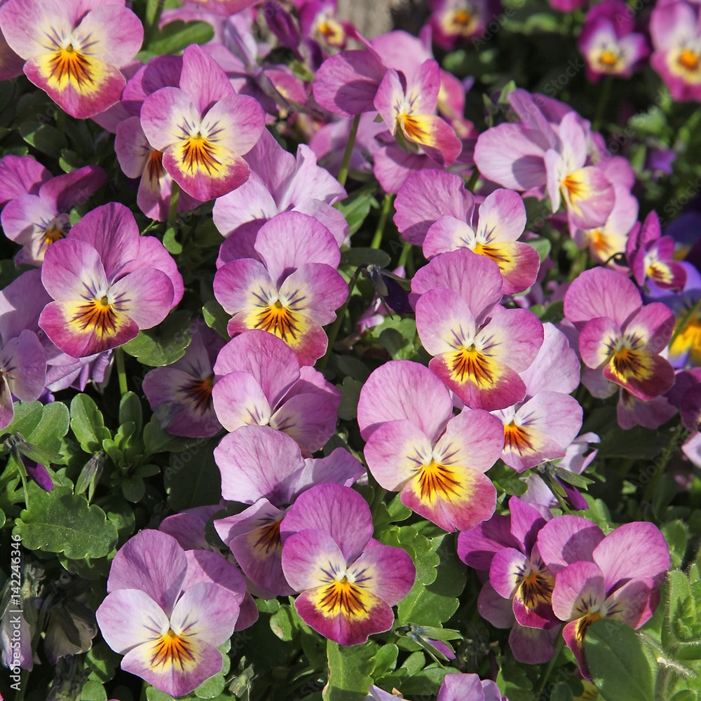 Fleurs de Viola cornuta