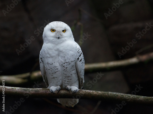 Snowy owl (bubo scandiacus)