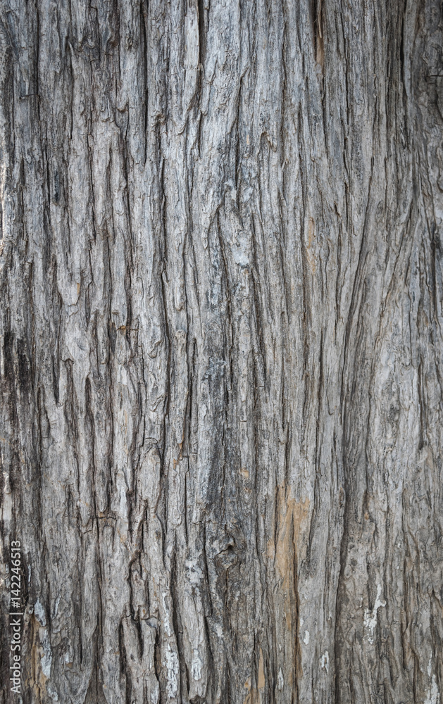 Wood texture for background copy space. Wood texture for background copy space.