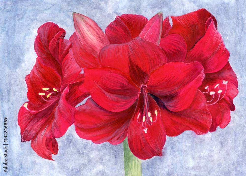 Amaryllis. Watercolor. Background image. Card.Wallpaper. Use printed