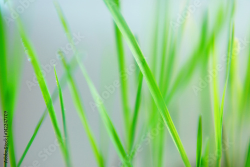 Abstract blur background with green fresh grass