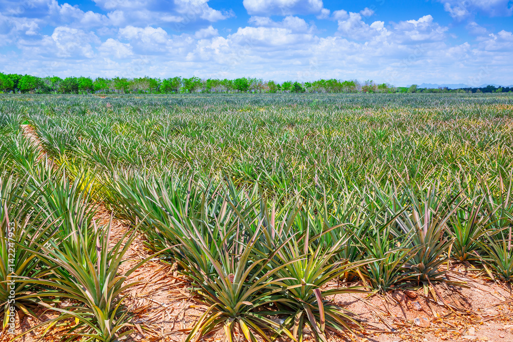 Pineapple field