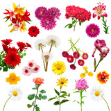 Collection of beautiful colorful flowers