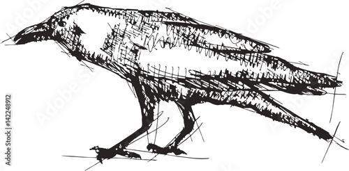Sketch vector illustration of crow