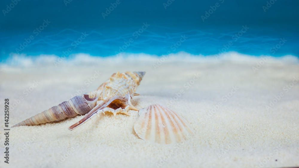 Shells on sandy beach on blue blurred background Shells on sandy beach on blue blurred background