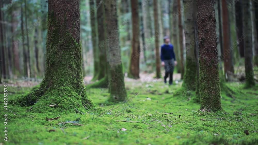 Forester walking in the mossy forest landscape and inspect trees. Selective focus used. 