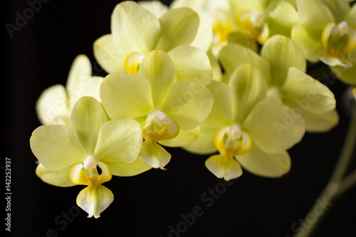 Yellow orchid in full blossom on black background