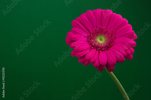 pink flower gerbera is a delicate natural fragrant beautiful blossoms