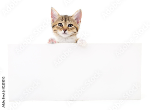 Kitten hanging over blank