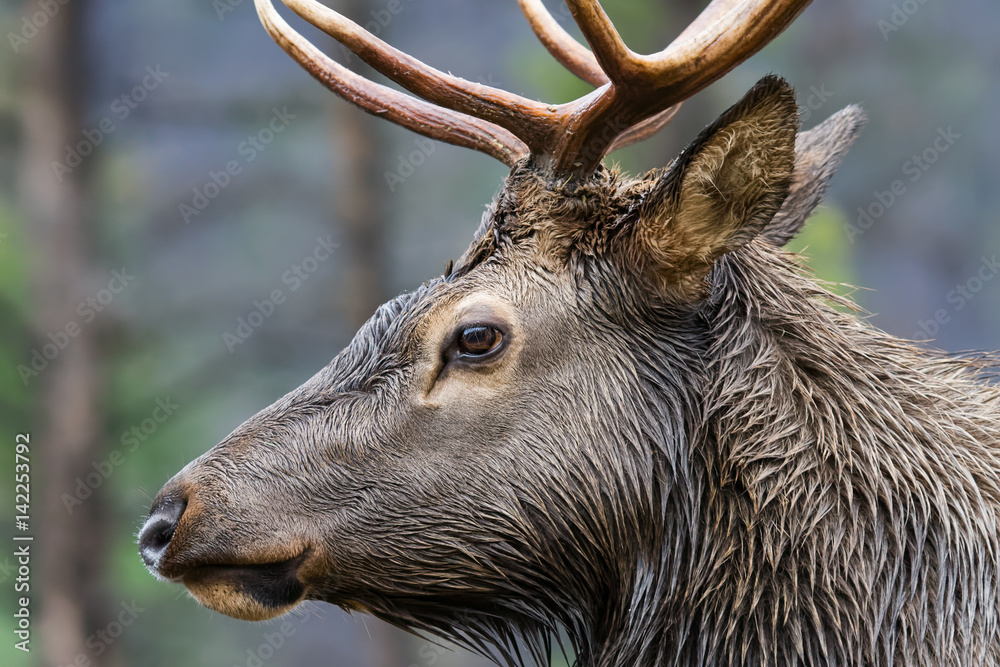 Bull Elk Profile