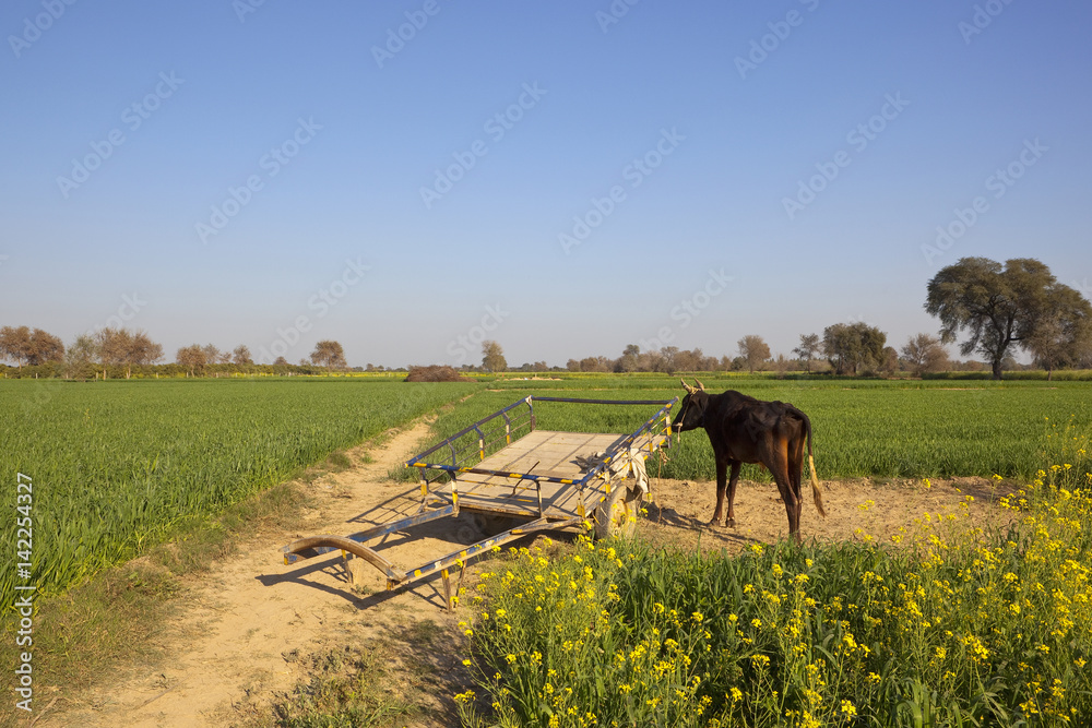 punjabi buffalo and cart
