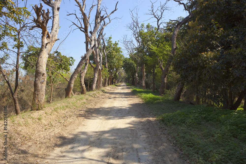 Fototapeta premium tree lined road at harike wetlands india