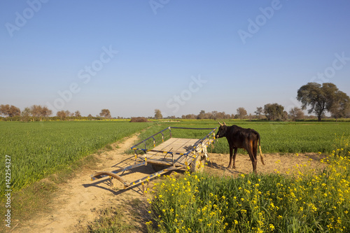 Obraz na płótnie punjabi buffalo and cart w salonie