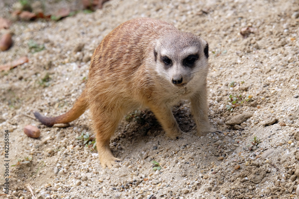 Fototapeta premium Meerkat standing on guard