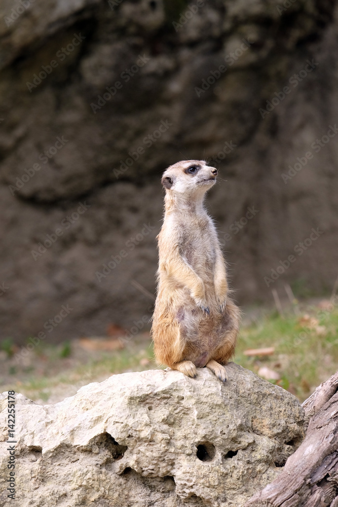 Fototapeta premium Meerkat standing on guard