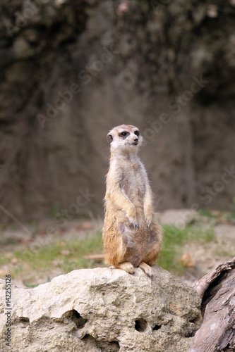 Meerkat standing on guard