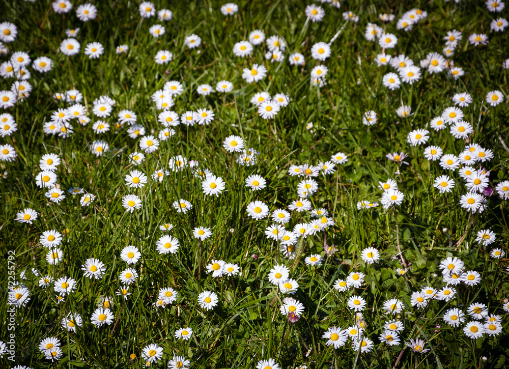 White daisies meadow. Shadowed angles.