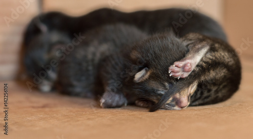 Little blind newborn kittens sleeping in a cardboard box © Ipek Morel