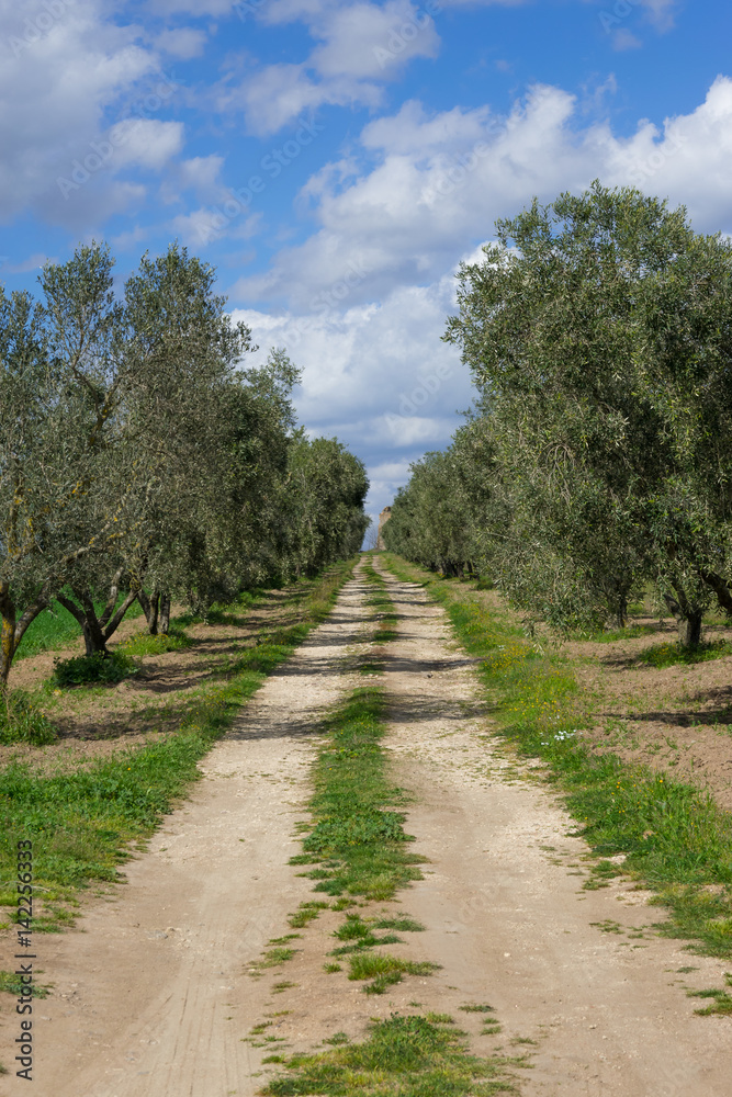 Sentiero di campagna costeggiato da ulivi
