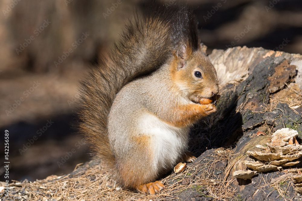 squirrel on a tree squirrel on a tree
