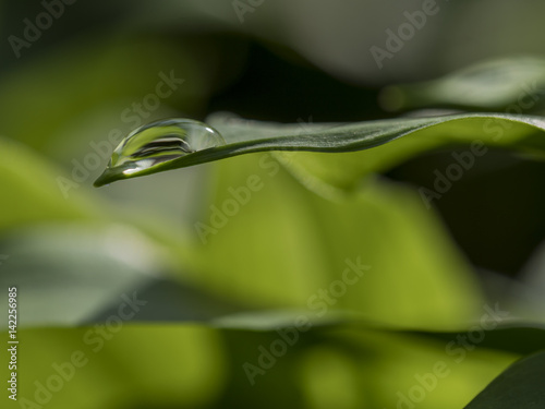 Bärlauch (Allium ursinun)
